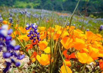 Superbloom