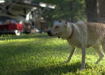 RV Pets