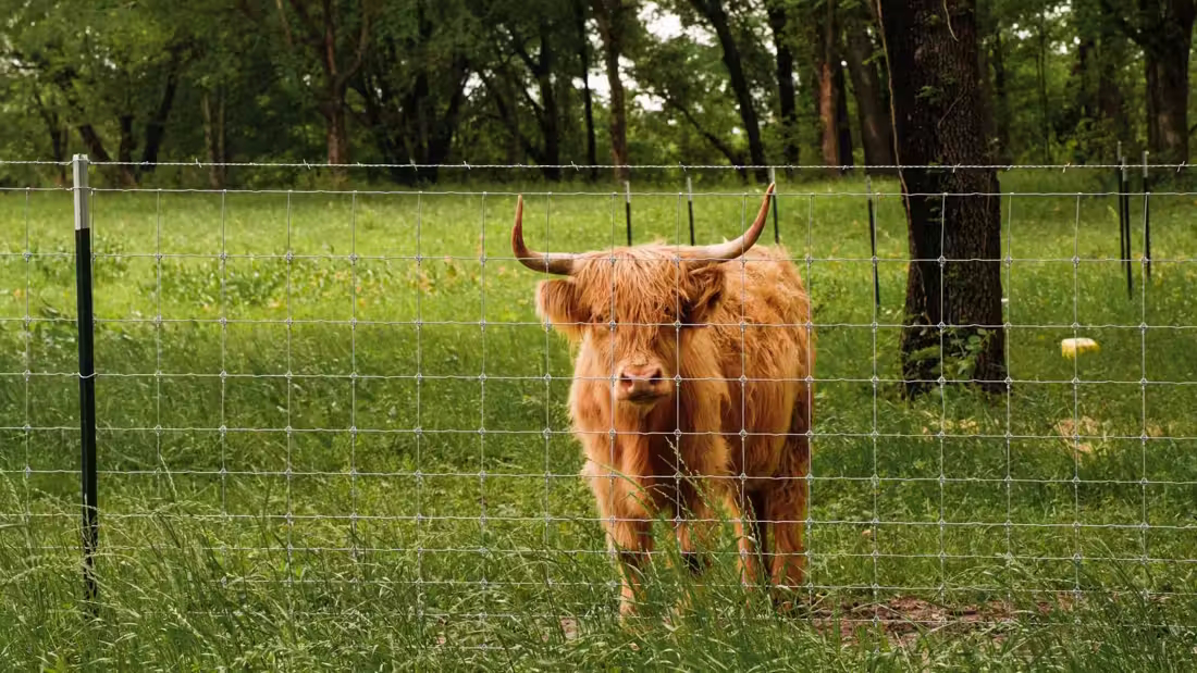 Limestone Cows