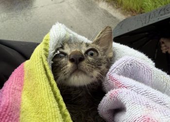 Kitten 2
