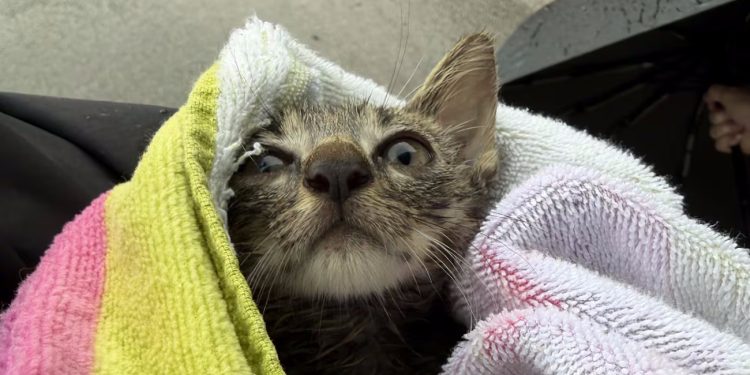 Kitten 2